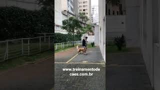 Essa é a Nala filhote Golden retriver 7 meses em treinamento !comando junto com seu proprietário!!