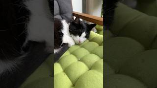 Cats Delight | verlockender Duft 😹lustige Katzenvideos 😻 #shorts #cats