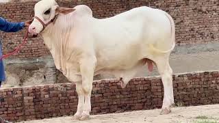 Most Beautiful Bull Qurbani 2025 I Most Beautiful White Bull Qurbani 2025