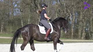 Styrk galoppen med pirouetter - del I / Develop the canter with pirouettes - part I