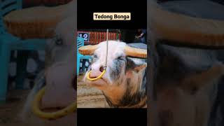 Tedong BONGA di Rambu Solo' Toraja