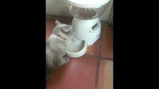 Luna the cat and her Le Bistro feeder trick