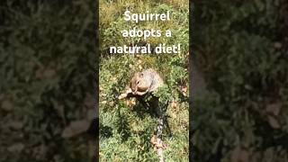 Squirrel adopts a natural diet!