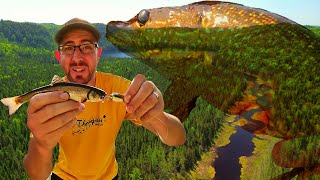 Wild Brook Trout and Northern Pike Fishing in La Tuque, Québec