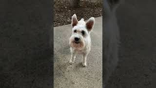 Schnauzer Bernadette and Wilma. I think she needs a Prozac. I think it’s the prednisone