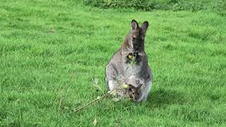 Bennett's Wallabies, Axe Valley Wildlife Park (12th September 2020)