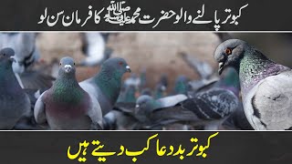 Facts About Pigeons | Hadees e Mubarka | Info Lord