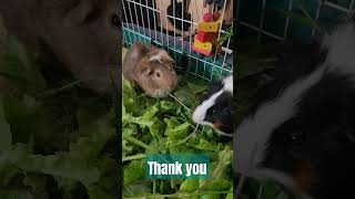 thank you #animals #youtubeshorts #pets