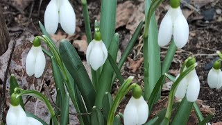 24.04.23 Дача Выборгское направление.Весна с первоцветами.