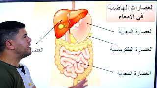 الهضم المحاضرة الثانية ٢٠٢٤