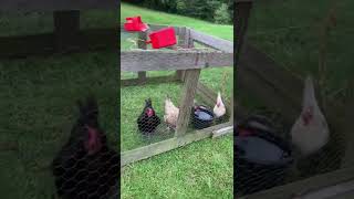 Chicken Tractor - Build One