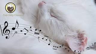 Cat Lullaby - Music Box for Cats, Sleep Music with Soothing Water Sounds