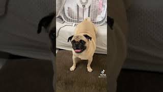 Pug wants payback #shorts