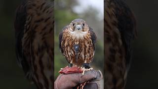 Falcon Hunting #birds #falcon #wildlife #shorts