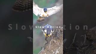 Peregrine Falcon #subscribe #shorts #wildlife #nature #birdwatching #birdsofprey #falcon #raptors