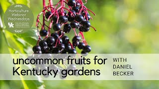 Uncommon Fruits for Kentucky Gardens