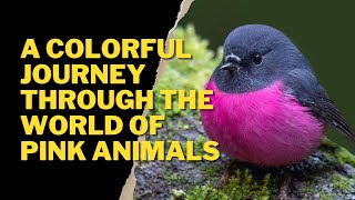 A COLORFUL JOURNEY THROUGH THE WORLD OF PINK ANIMALS