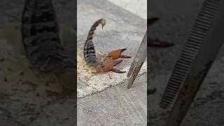 Power of Scorpion #shorts #wildlife #world #usa #nature #attack #hunt #power #insects #bbcearth #hd