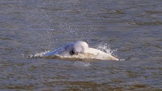 Beluga Whales in Cook Inlet, Alaska