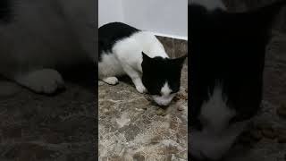 Meong meong meong#shortvidio #funny #cute #