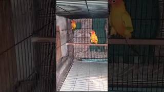 Sun Conure Parrot|| #foryou #viralvideo #viral #youtubeshorts #ytshorts #trending #reels