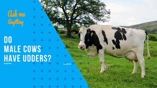 Do Male Cows Have Udders? Do All Cows Have Udders? How Many Nipples Does a Cow Have? Male Cow Udder