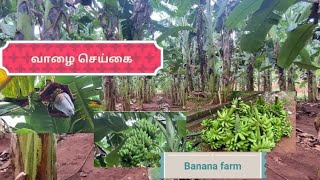 வாழை செய்கை | உரும்பிராய்