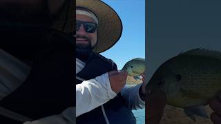 I Caught This Bluegill at Echo Bay Lake Mead #panfish #EchoBay #bluegill #bluegillwarrior