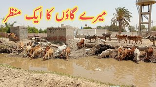 Dihaat men Janwaron ko charaya jata he | Village Life Style | Adeel Bhatti DPT