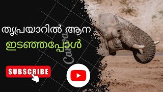 തൃപ്രയാറിൽ ആന ഇടഞ്ഞപ്പോൾ#elephantattack