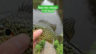 Look at those spines poking up #fishing #catchandrelease #creekfishing #sunfish #shorts #flight