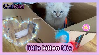 Mia as a kitten 😋 - CatMia