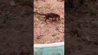 Quati no zoológico  do CIGS Manaus.