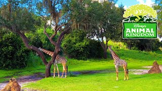 Kilimanjaro Safaris Animal Kingdom 2022 Full Ride Experience | Walt Disney World