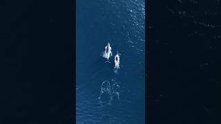 HAVE YOU EXPLORED BINGIE?? #australia #ocean #whale #drones #dronefootage #travel #dronevideo