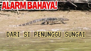 Mancing Di Sarang Biawak, Ikannya Banyak Hasilnya Bikin Terhenyak!