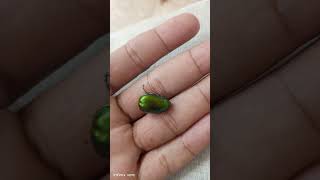 amazing green beetle