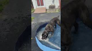 Cane Corso Playing in Pool