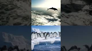 wheel fish 🐟 and penguins jump in Cold ❄️ water 💦