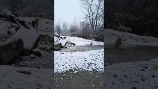 Puppies snow playing in Romania #subscribetomychannel #snow