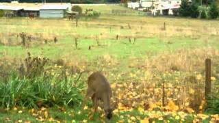 Deer Grazing in  Oregon