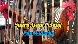 SUARA PUN WIDARBA AYAM PELUNG JUARA