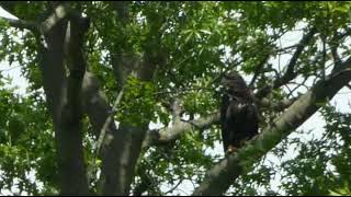 2022 Eagle Nest Update May 25 Branching Out