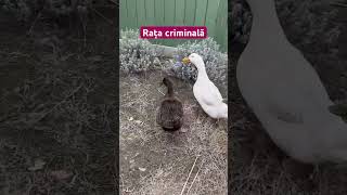 Rața criminală