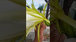 dragon fruit flower