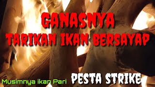 Ganasnya Tarikan Ikan Bersayap - Pesta Strike, Musimnya ikan Pari