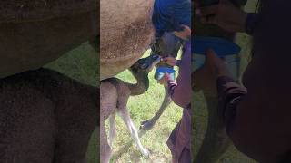 #camel #animals #movement #milkyway #nature #adventure #viralshorts #shortsviral #comedy #fun #wow