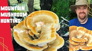 Mountain Mushroom Hunting - Find the BEST ones!