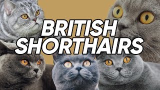 4 Fun & UNKNOWN Facts About British Shorthairs!