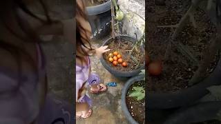 Lagi-lagi Panen Tomat di Kebun Sendiri #youtubeshorts #shorts #panen #tomato #kebun #sayuran